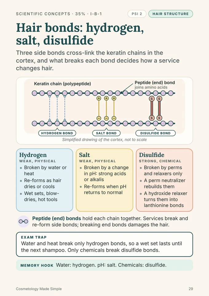 Book 1, page 29: Hair bonds, hydrogen, salt and disulfide